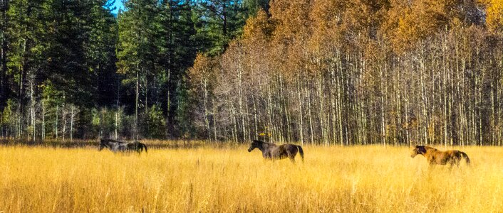 Natural equine animal photo