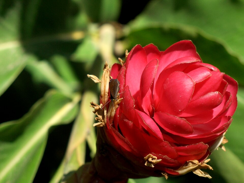 Garden plant color
