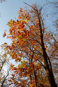 Autumn plant autumn colors