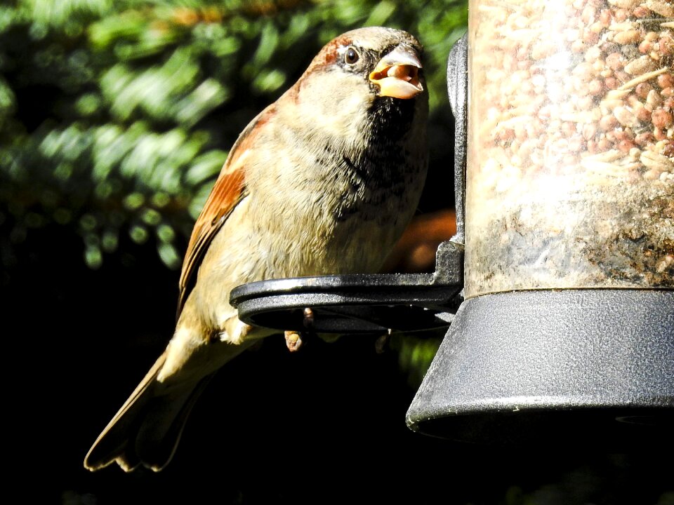 Songbird garden bird nature