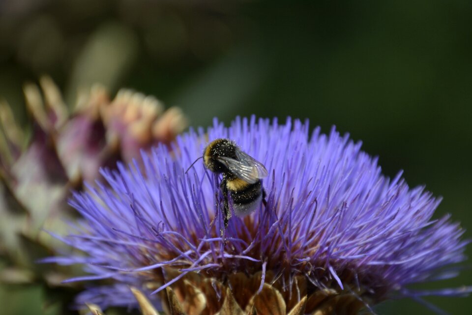 Artichoke nature flower