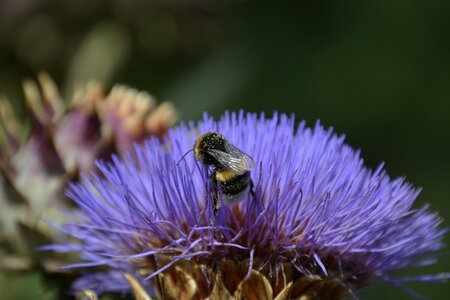 Artichoke nature flower