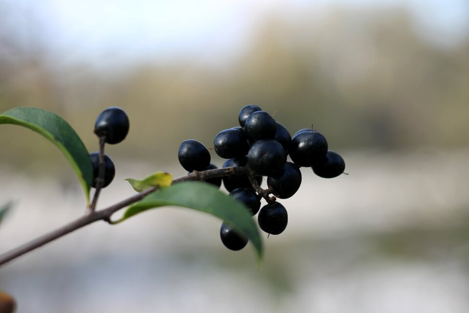 Black black berries fruits