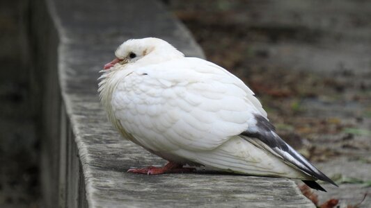 Bird birdie animal