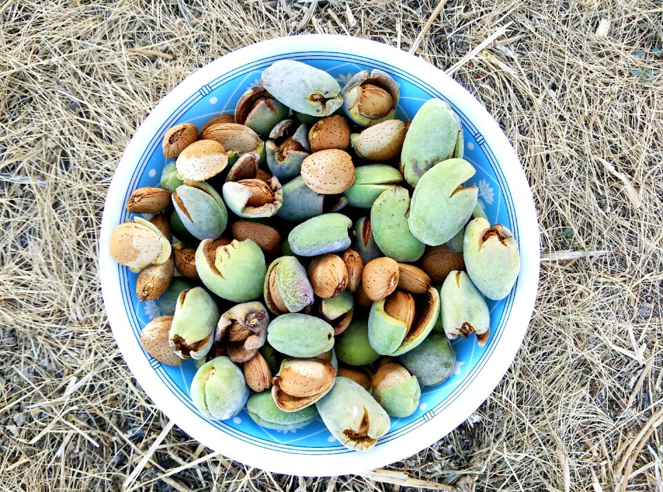 Dried fruits dry fruit nature