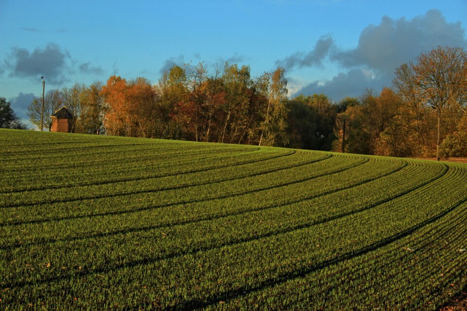 Grass field clouds photo