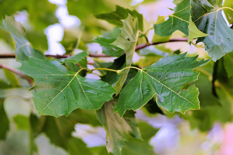 Green branches deciduous tree
