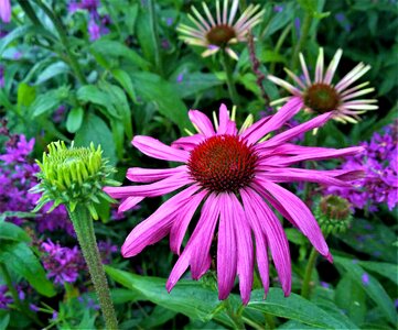 Plant nature flowering