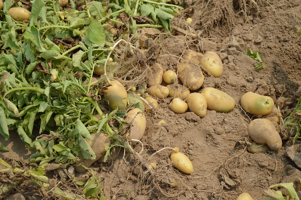 Farm garden organic