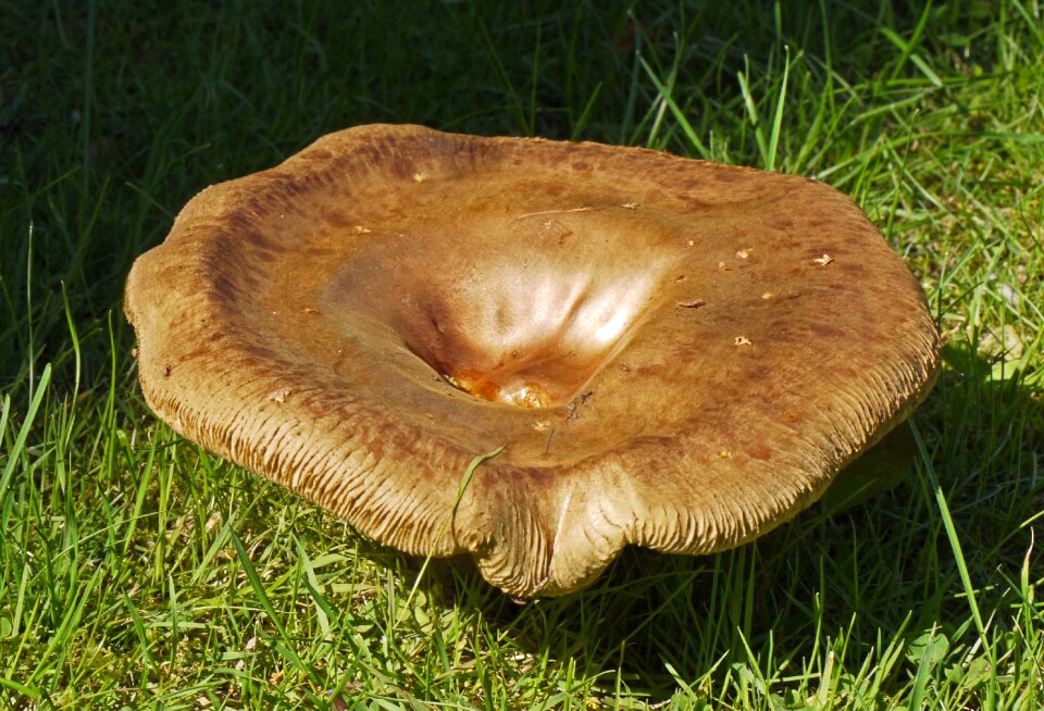 Grass mushroom rac