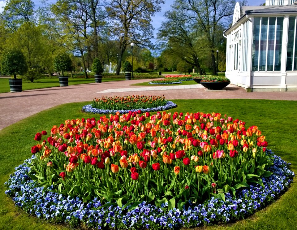 Tulip discount garden