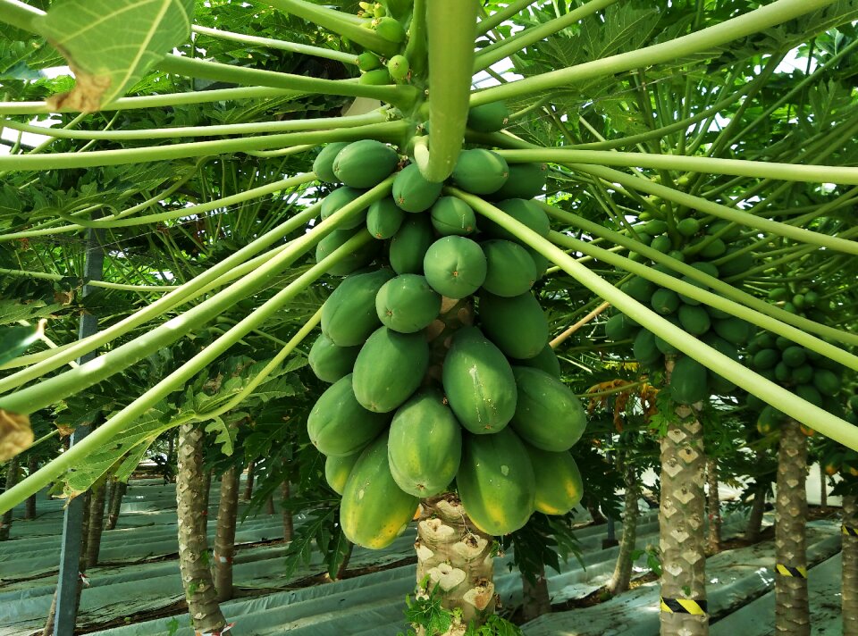 Nature greenhouse green