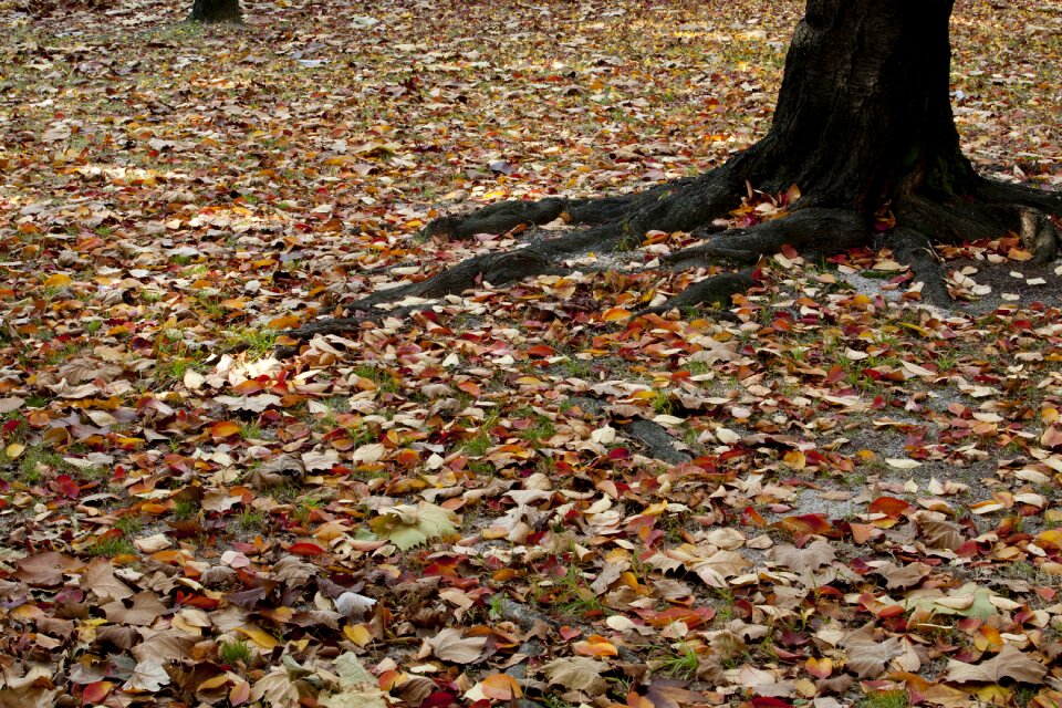 Landscape the leaves leaves