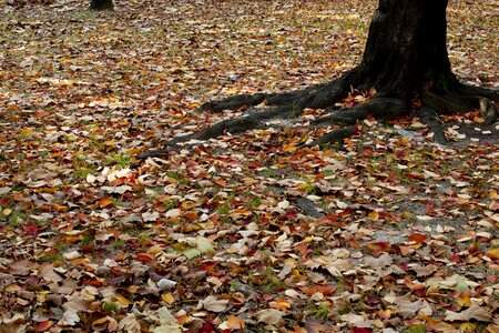 Landscape the leaves leaves