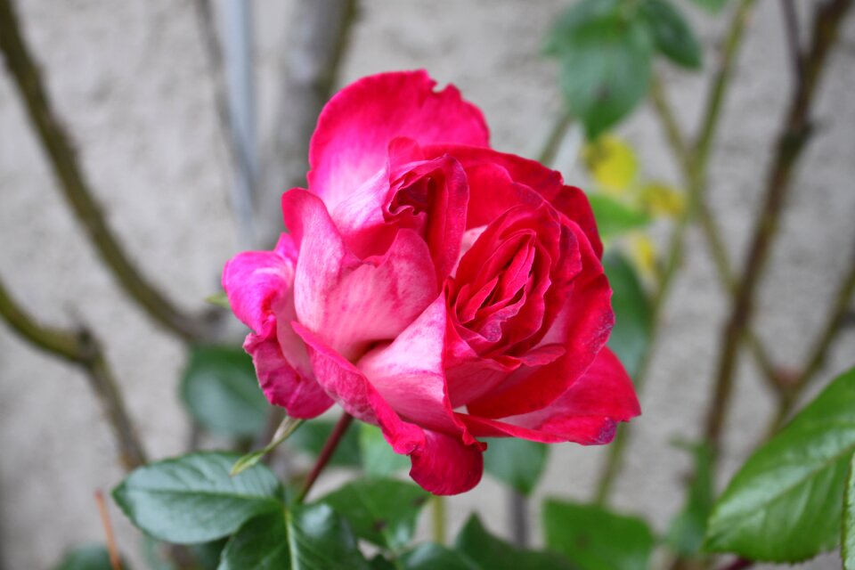 Pink red color double heart