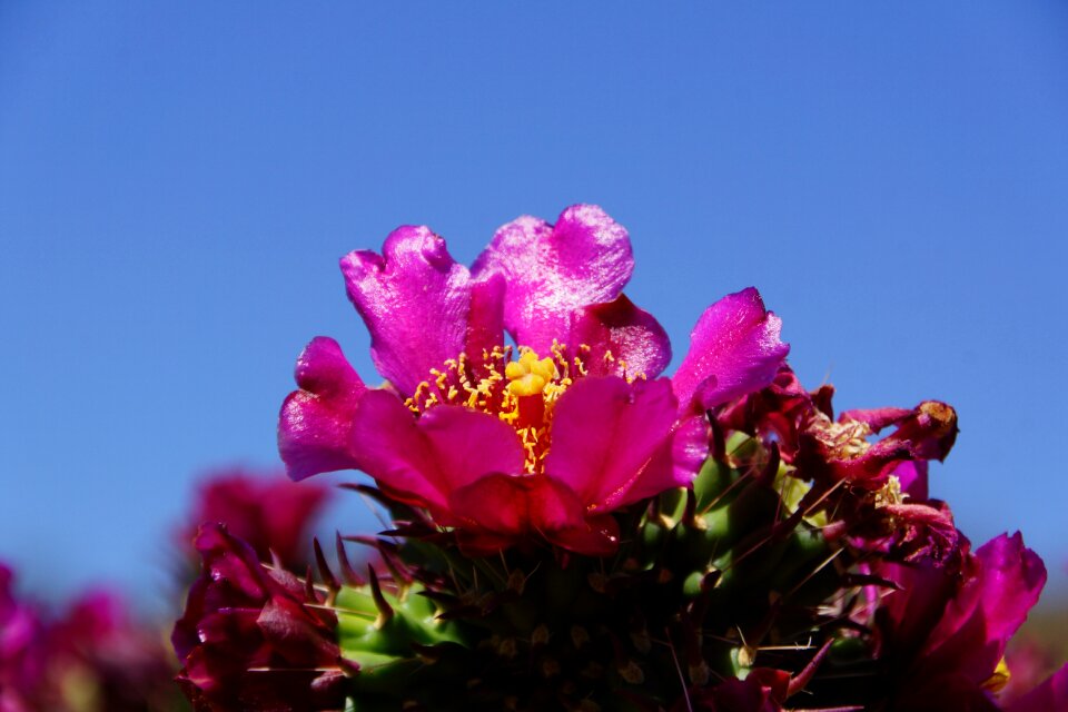 Cactus flower photo