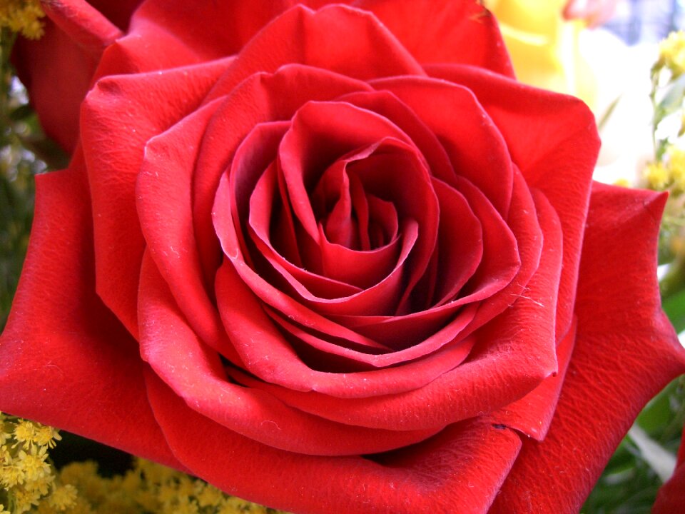 Beauty nature color