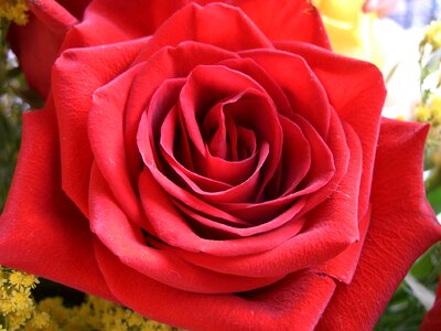 Beauty nature color