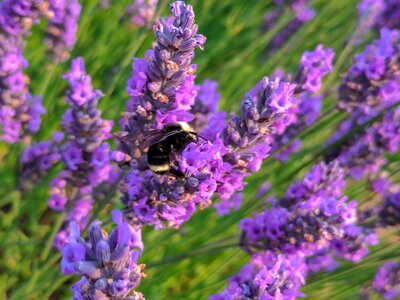 Purple honey insect photo