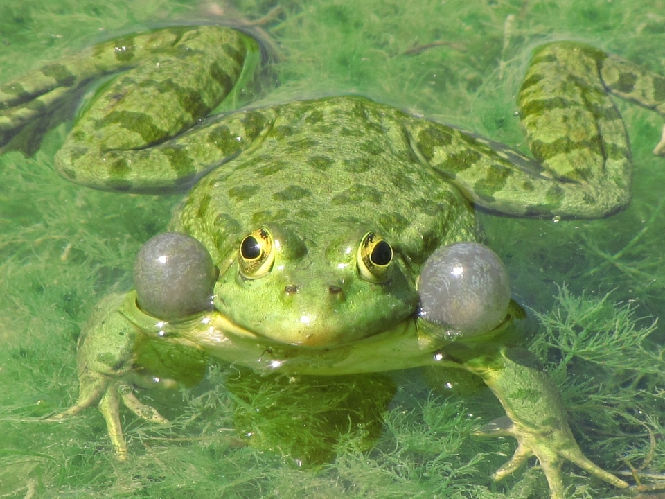Marshes amphibian wet