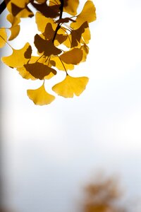 Yellow leaf the leaves