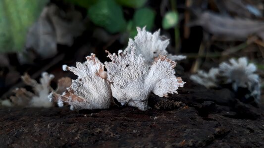 Forest close up macro