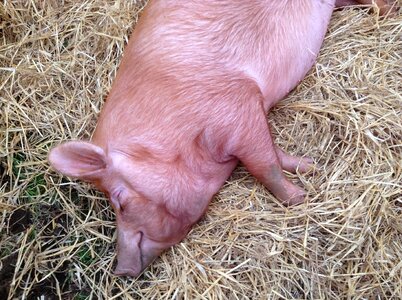 Livestock piggy hog photo
