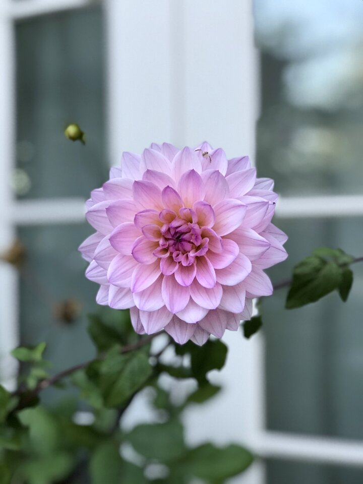 Garden pink botanical