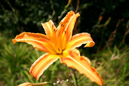 Lily nature tiger