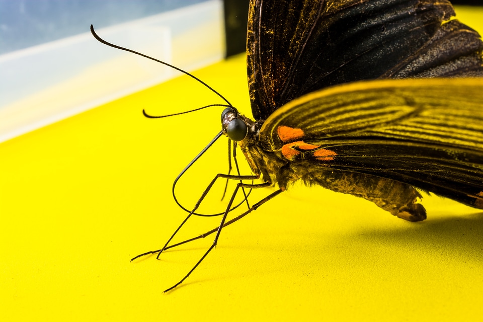 Butterfly insect Free photos