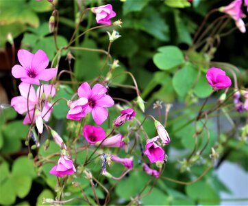 Potted plant flowers plants