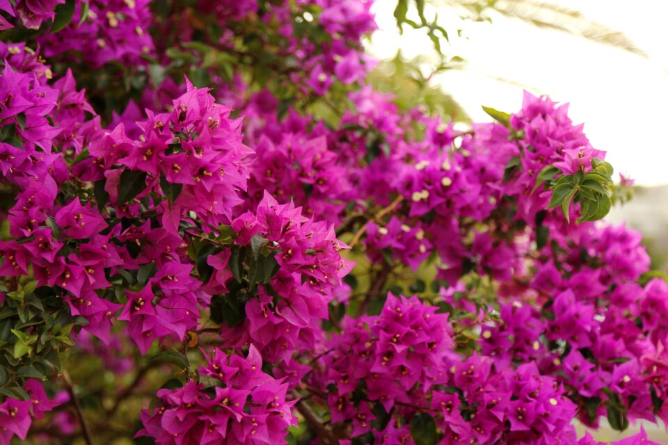 Plant close up spring flowers