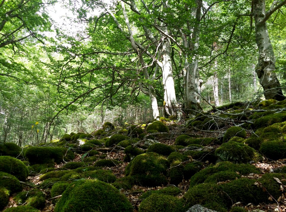 Green nature trees