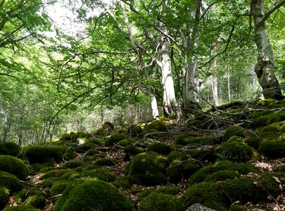 Green nature trees photo
