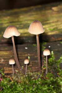 Mushrooms autumn forest photo