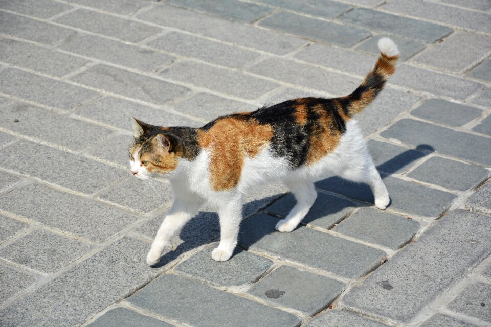 Cat istanbul sultanahmet