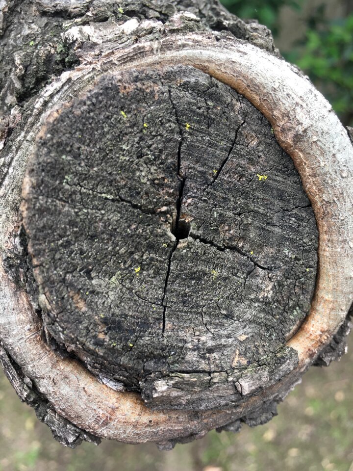 Wood texture nature