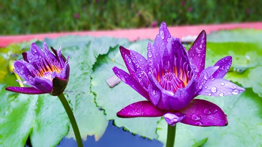 Violet flower water drop