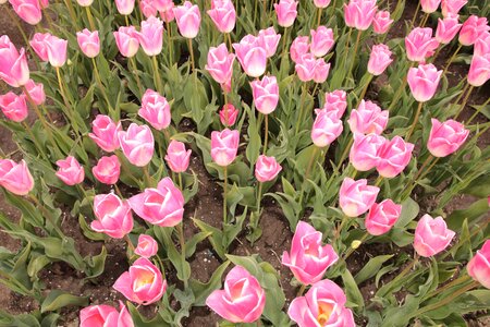 Flower spring color