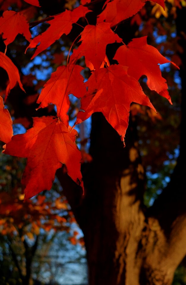 Fall leaves background season nature