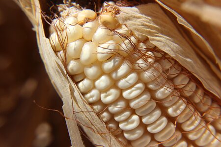 Agriculture food harvest