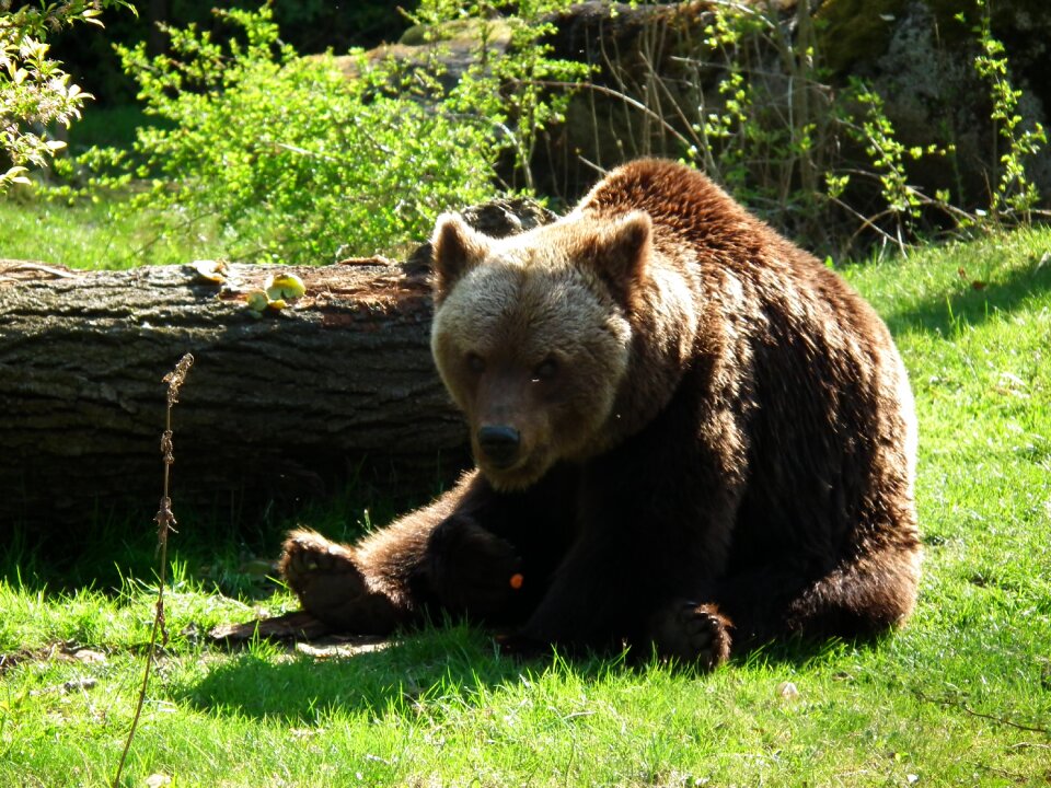 Brown bear bear enclosure predator