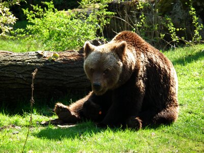 Brown bear bear enclosure predator photo