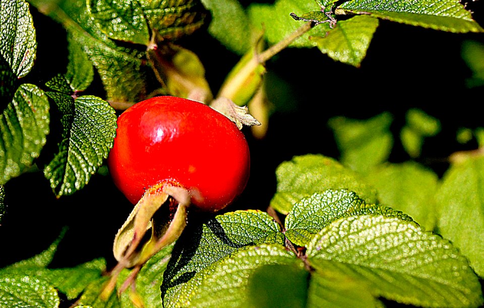 Plant rosebush rose list