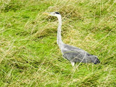 Bird nature animal