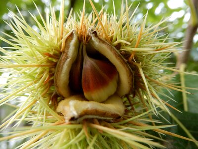 Chestnuts chestnut Free photos