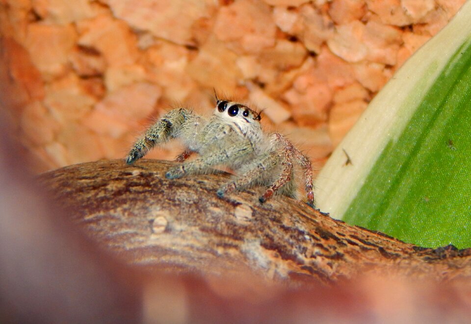 Jumping spider animal web spider