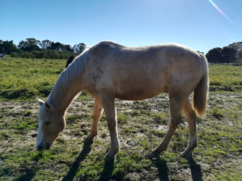 Horse nature field