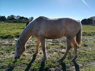 Horse nature field