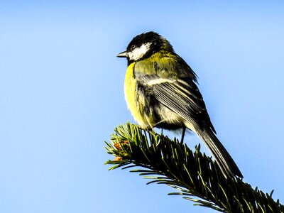Garden bird nature animal